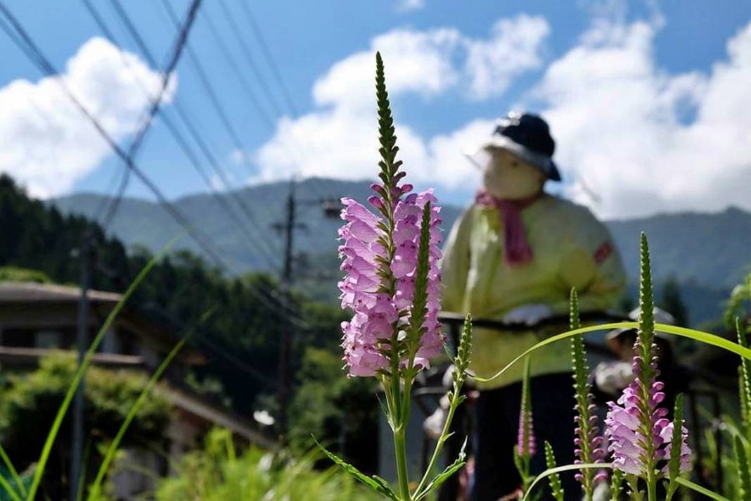 Bu köye gelenler gözlerine inanamıyor: Tüyler ürperten manzara! Hepsi yetişkin insan boyutlarında 49